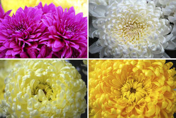 хризантемы