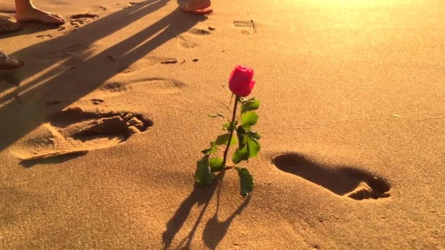 A rose standing on the beach in Rio Vermelho, an offering for the Festival of Yemanja in Salvador, Bahia, Brazil
