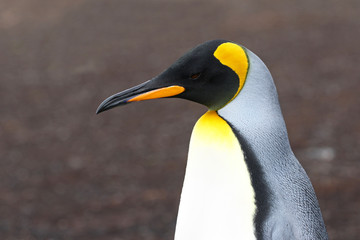 King Penguin Head Portrait.  At a rookery in the Falkland Islands