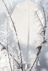 Feather between frozen branches