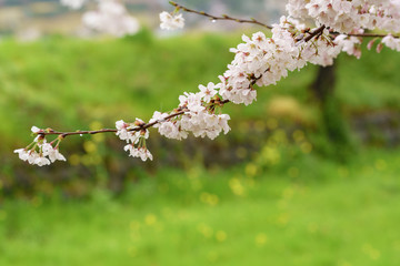 桜