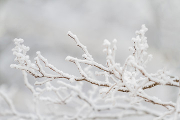 Winter tree frozen branches