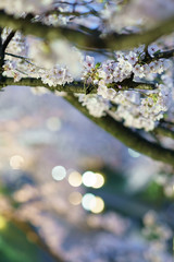 桜とイルミネーション