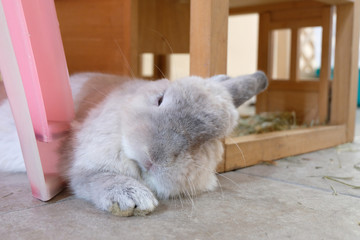 sleepy white rabbit