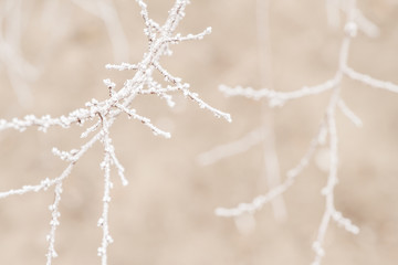 Winter tree frozen branches