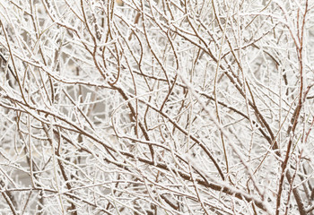 Winter tree frozen branches