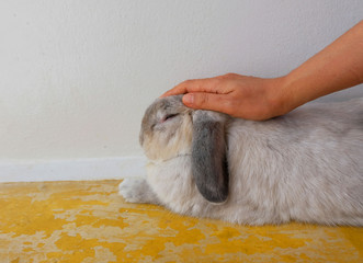 rabbit love to be patted