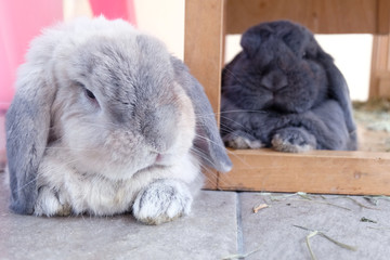 white and gray rabbit resting
