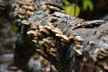Pilzkolonie auf totem Buchenstamm