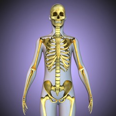 3d illustration of human body skeleton anatomy
