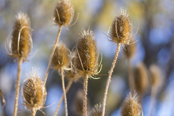 Fototapeta premium Teasel close up