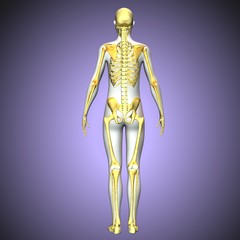 3d rendered anatomy illustration of a human skeleton-back side