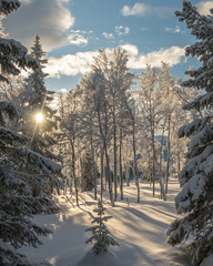 Fragile winter forest with snow covered trees and beaming sun rays