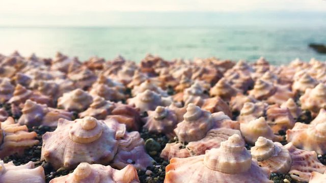 background of small sea shells