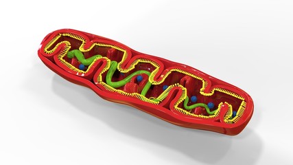3d render of mitochondria