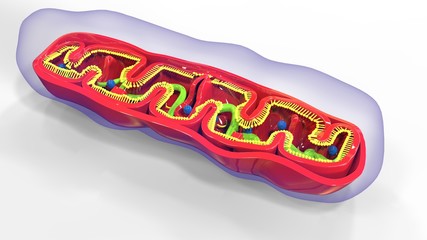 3d render of mitochondria