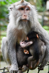Monkey mom with her babies 