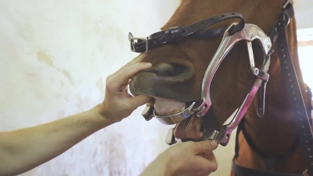 Veterinarian open horse mouth with gag 4K