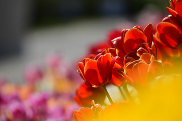 光に向かって咲くチューリップたち