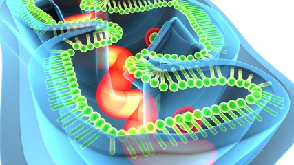 3D illustration of mitichondria the energy providers of a eukaryotic cell