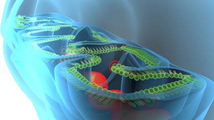 3D illustration of mitichondria the energy providers of a eukaryotic cell
