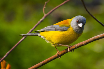 Pájaro patagonico 