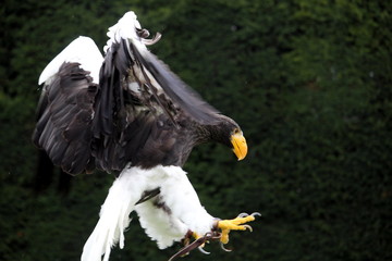 Stellers Sea Eagle coming in to land with claws outstretched