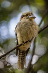 Kookaburra