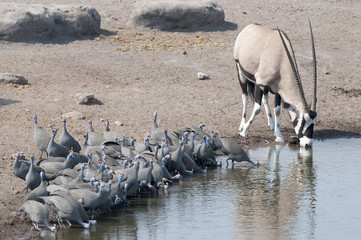 Fototapeta na wymiar Etosha National Park Namibia, Africa flock of guineafowl drinking.