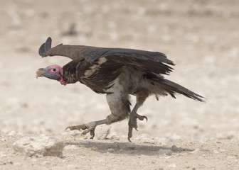  Africa, vulture about to take off.