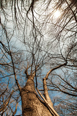 Fir forest top view from below