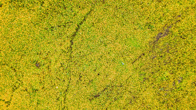 Aerial photos of yellow cosmos flower with walkway