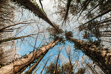 Fir forest top view from below