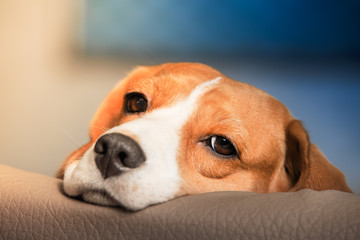 Sad beagle dog