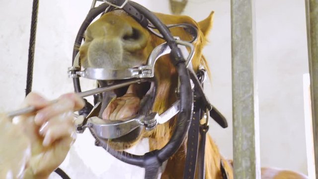 Vet rasping horse teeth removing sharp edges 4K