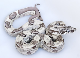 Fototapeta premium Beautiful snake