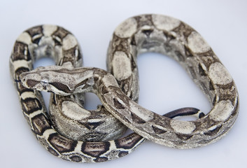 Black and white snake