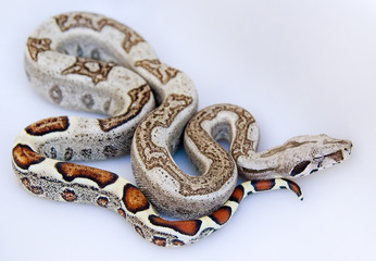 Exotic Boa