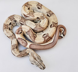 Fototapeta premium Brown boa constrictor