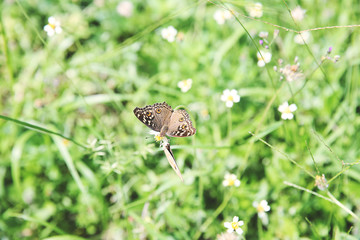 Brown butterfly