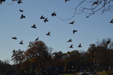 Some colorful birds in flight