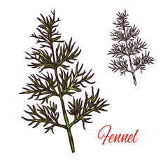 Fennel seasoning plant vector sketch plant icon