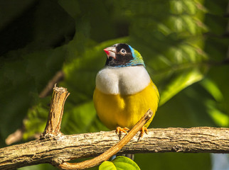 Gouldian finch,Erythrura gouldiae