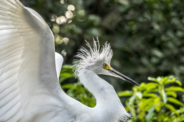 Snowy Egret, Egretta thula heron