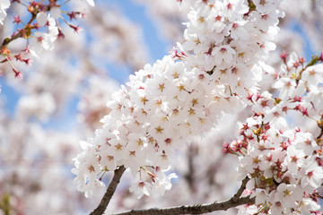 Closed up of flower sakura (cherry) blossom on blue sky background