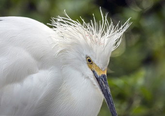 Snowy Egret, Egretta thula heron