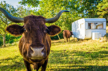 Cow on a camping site