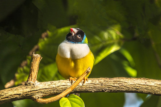 Gouldian finch,Erythrura gouldiae