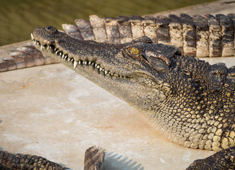 Fototapeta premium Crocodile saltwater Thailand