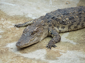 Crocodile saltwater Thailand